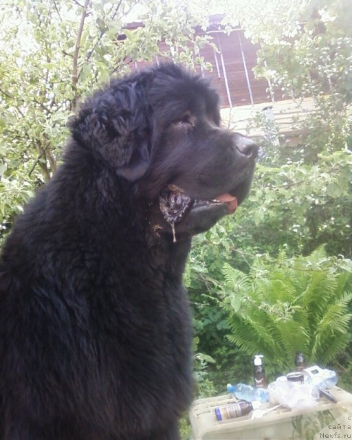 Фото: ньюфаундленд Funnewf Uletnaya Devchenka (Фанньюф Улетная Девчонка)