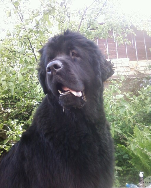 Фото: ньюфаундленд Funnewf Uletnaya Devchenka (Фанньюф Улетная Девчонка)