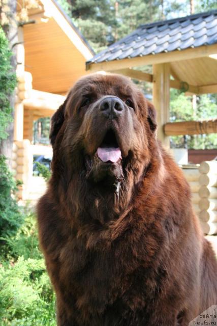 Фото: ньюфаундленд Smigar Arbat (Смигар Арбат)