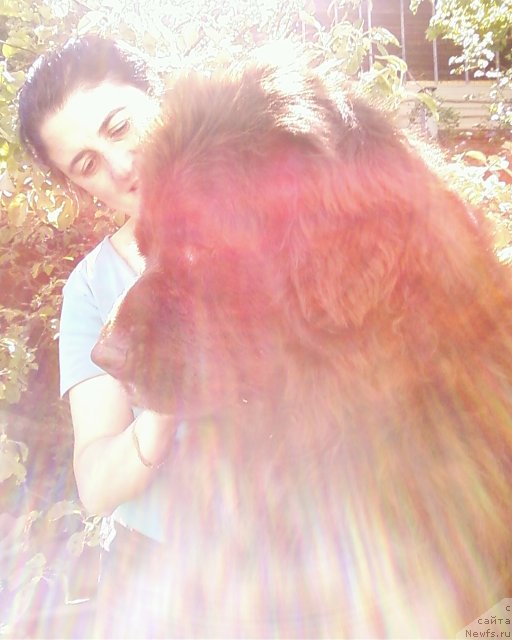 Фото: ньюфаундленд Smigar Rishel Lady Fortuna (Смигар Ришель Леди Фортуна), Ol'ga Braslavskaya (Ольга Браславская)