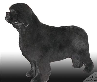 Фото: ньюфаундленд Super Premium Gold Kis (Супер Премиум Голд Кисс)