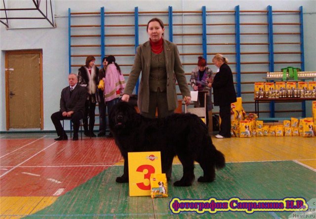 Фото: ньюфаундленд Bol'shaya Udacha dlya N'yufort (Большая Удача для Ньюфорт)