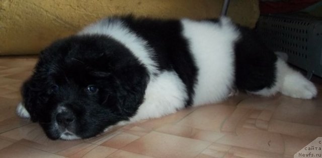 Фото: ньюфаундленд Leonardo San-Marino (Леонардо Сан-Марино)