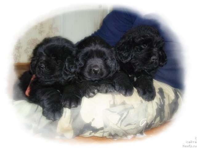 Фото: ньюфаундленд Lord Uil'yam Garvey (Лорд Уильям Гарвей), ньюфаундленд Lancelot Ryicar' Kamelota (Ланцелот Рыцарь Камелота), и, ньюфаундленд Lionel' Jan-Mishel' (Лионель Жан-Мишель)