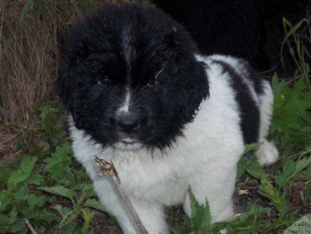 Фото: ньюфаундленд Lilit Snou Kvin (Лилит Сноу Квин)