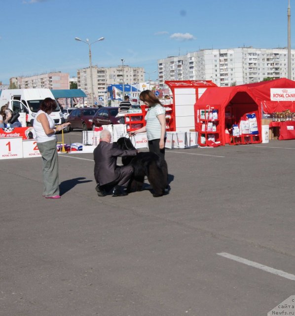 Фото: ньюфаундленд Sent Djons Ulrika (Сент Джонс Ульрика)