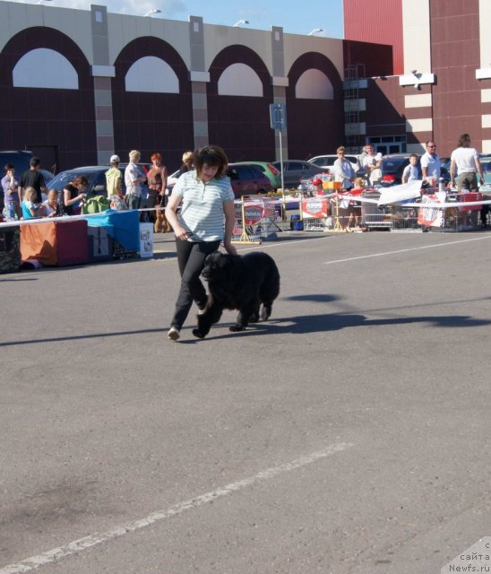 Фото: ньюфаундленд Sent Djons Ulrika (Сент Джонс Ульрика)