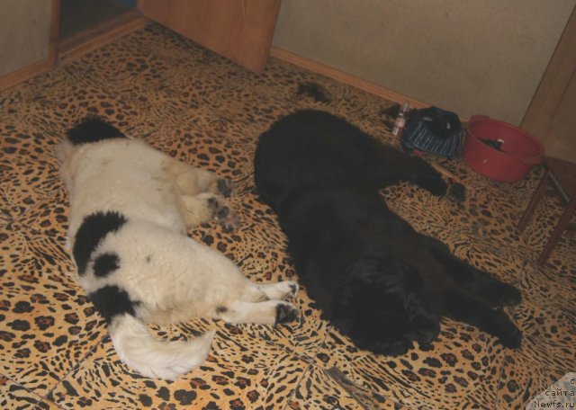 Фото: ньюфаундленд Sent Djons Carevna Lebed (Сент Джонс Царевна Лебедь), ньюфаундленд Sent Djons Ulrika (Сент Джонс Ульрика)