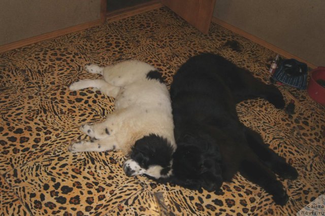 Фото: ньюфаундленд Sent Djons Carevna Lebed (Сент Джонс Царевна Лебедь), ньюфаундленд Sent Djons Ulrika (Сент Джонс Ульрика)