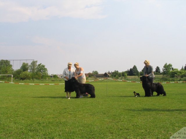 Фото: ньюфаундленд Endowed By Spirit Midnight Bear, Anastasiya Zalivako (Анастасия Заливако), эксперт Gabriela Ridarcikova (SK)