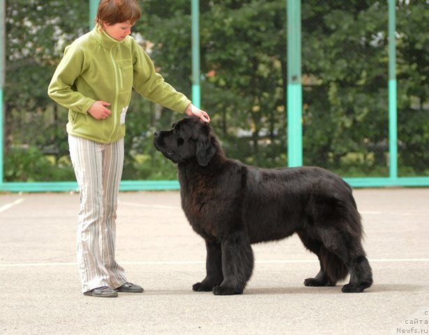 Фото: ньюфаундленд Apriori Arh B'yuti (Априори Арх Бьюти)