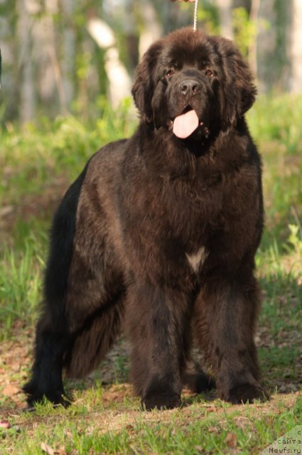 Фото: ньюфаундленд Aquatoriya Kelvin Only Love (Акватория Келвин Онли Лав)