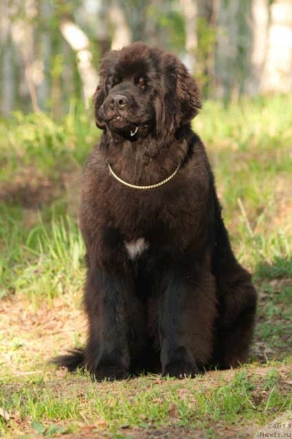 Фото: ньюфаундленд Aquatoriya Kelvin Only Love (Акватория Келвин Онли Лав)