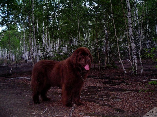 Фото: ньюфаундленд CHernyiy SHarm Abrikosovaya Karamel' (Черный Шарм Абрикосовая Карамель)