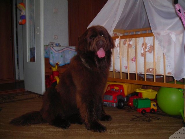 Фото: ньюфаундленд CHernyiy SHarm Abrikosovaya Karamel' (Черный Шарм Абрикосовая Карамель)