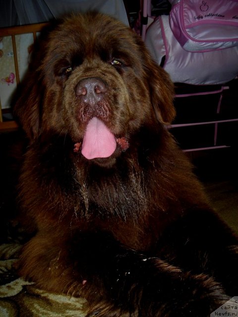 Фото: ньюфаундленд CHernyiy SHarm Abrikosovaya Karamel' (Черный Шарм Абрикосовая Карамель)