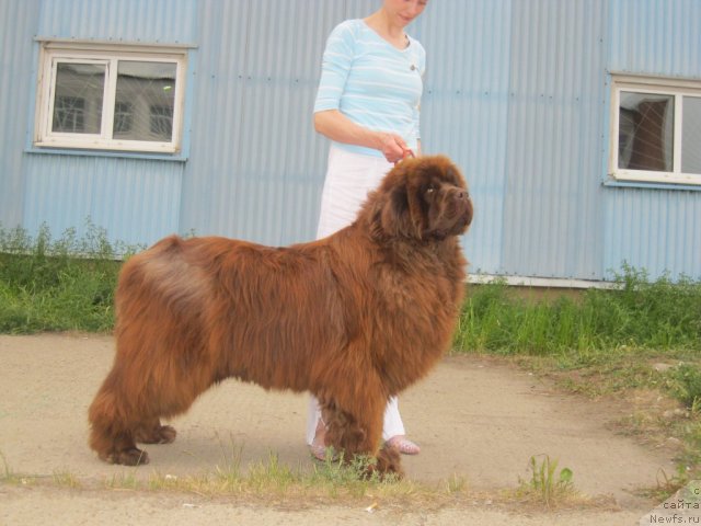 Фото: ньюфаундленд Mega Star iz Arkaima (Мега Стар из Аркаима), Anna Mel'zeninova (Анна Мельзенинова)