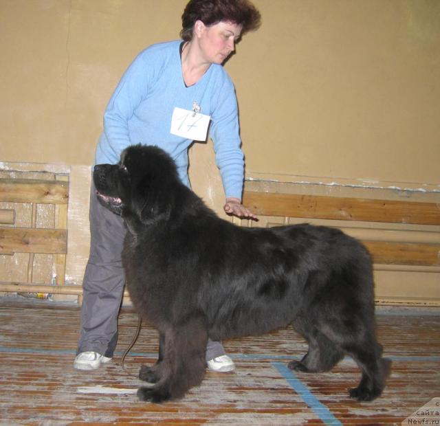 Фото: ньюфаундленд Golubaya Laguna SHerri iz Medvej'ego YAra (Голубая Лагуна Шерри из Медвежьего Яра)