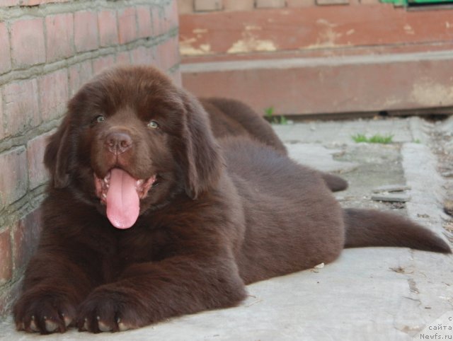 Фото: ньюфаундленд Aquatoriya Kelvin Royal Teddy Bear (Акватория Келвин Ройал Тедди Беар)