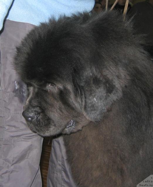 Фото: ньюфаундленд Golubaya Laguna SHerri iz Medvej'ego YAra (Голубая Лагуна Шерри из Медвежьего Яра)