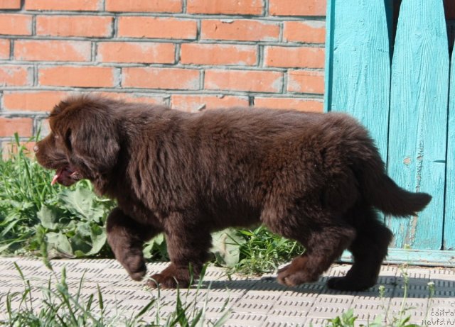 Фото: ньюфаундленд Aquatoriya Kelvin Royal Teddy Bear (Акватория Келвин Ройал Тедди Беар)