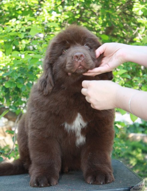 Фото: ньюфаундленд Aquatoriya Kelvin Riverdance (Акватория Келвин Риверданс)