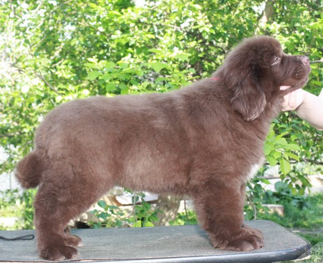 Фото: ньюфаундленд Aquatoriya Kelvin Riverdance (Акватория Келвин Риверданс)