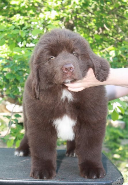 Фото: ньюфаундленд Aquatoriya Kelvin Rise After Me (Акватория Келвин Райз Афтэ Ми)