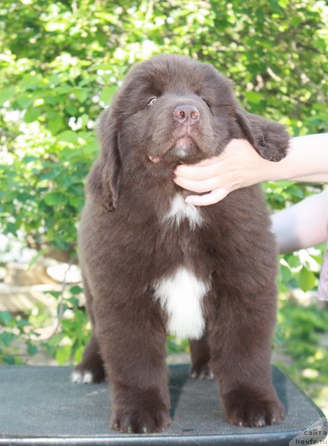 Фото: ньюфаундленд Aquatoriya Kelvin Rise After Me (Акватория Келвин Райз Афтэ Ми)