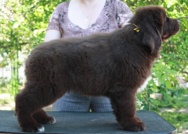 Фото: ньюфаундленд Aquatoriya Kelvin Rise After Me (Акватория Келвин Райз Афтэ Ми)