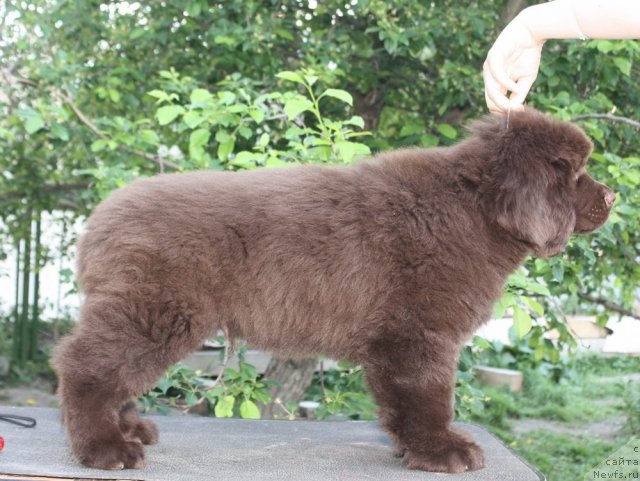 Фото: ньюфаундленд Aquatoriya Kelvin Reds Begin and Win (Акватория Келвин Редс Бегин энд Вин)