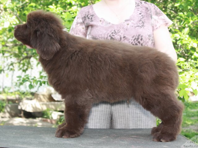 Фото: ньюфаундленд Aquatoriya Kelvin Reds Begin and Win (Акватория Келвин Редс Бегин энд Вин)