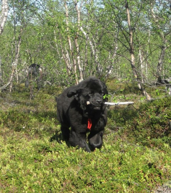 Фото: ньюфаундленд Uyutnaya Dolina Black Diamond Velinda (Уютная Долина Блэк Даймонд Велинда)