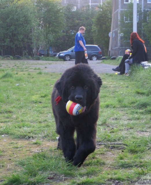Фото: ньюфаундленд Uyutnaya Dolina Black Diamond Velinda (Уютная Долина Блэк Даймонд Велинда)