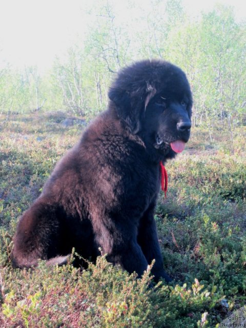 Фото: ньюфаундленд Uyutnaya Dolina Black Diamond Velinda (Уютная Долина Блэк Даймонд Велинда)