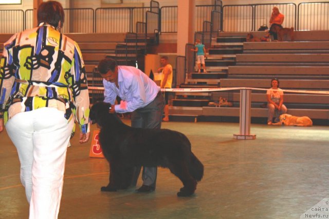 Фото: ньюфаундленд Super Premium Jani Monik (Супер Премиум Жани Моник), Sergey Seleznev (Сергей Селезнев)