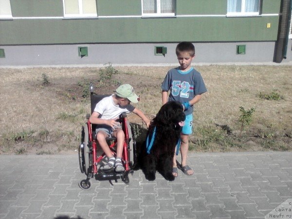 Фото: ньюфаундленд Laskovyiy Mishka (Ласковый Мишка), Серёжа и Лёша.