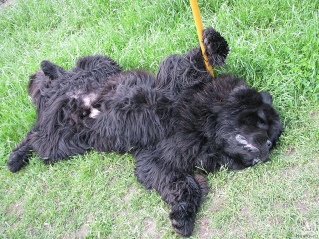 Фото: ньюфаундленд Ivan Tsarevich iz Tihogo Omuta (Иван Царевич из Тихого Омута)