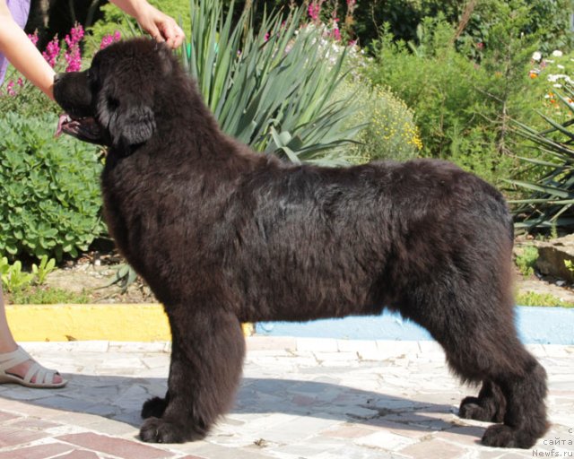 Фото: ньюфаундленд Sentyabrina s Berega Dona (Сентябрина с Берега Дона)