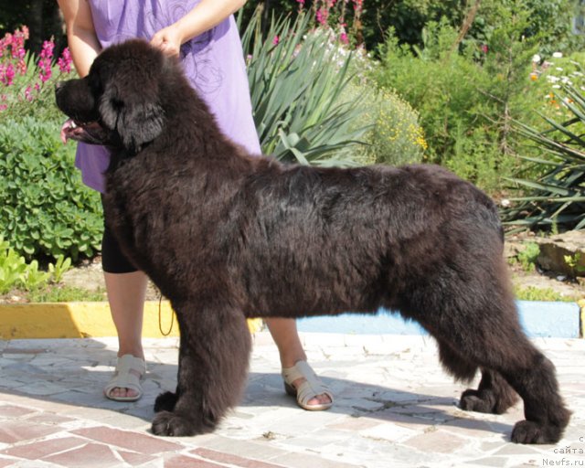 Фотография № 69249