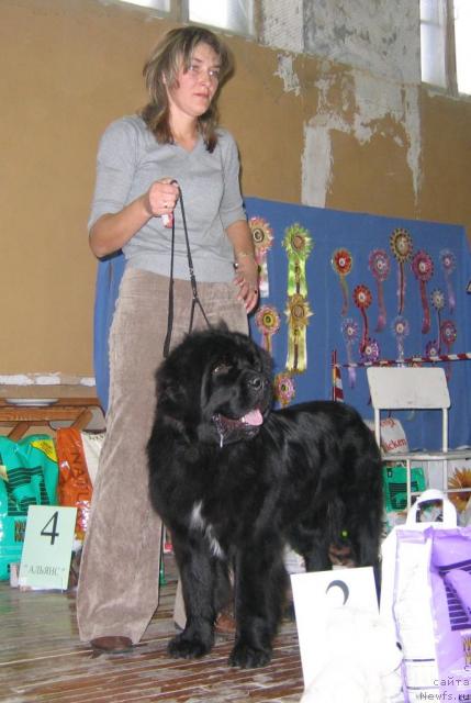 Фото: ньюфаундленд Istoria Lubvi iz Tihogo Omuta (История Любви из Тихого Омута)