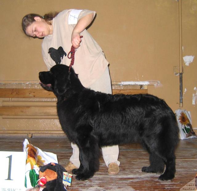 Фото: ньюфаундленд Kaleriya iz Tihogo Omuta (Калерия из Тихого Омута)