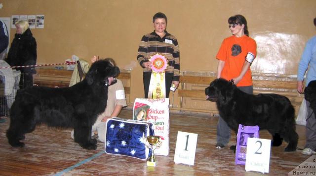 Фото: ньюфаундленд Egipetsky Pharaon iz Tihogo Omuta (Египетский Фараон из Тихого Омута), ньюфаундленд Euro Surprise ot Sibirskogo Medvedja (Евро Сюрпрайз от Сибирского Медведя)