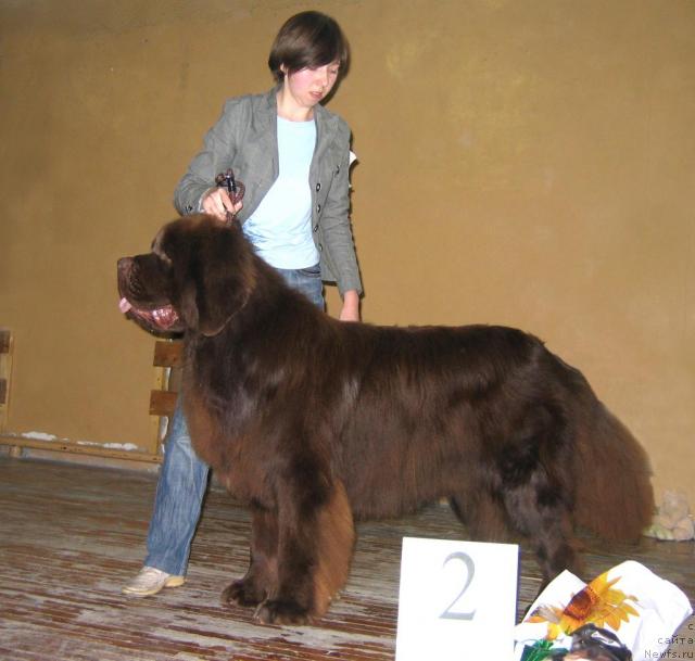 Фото: ньюфаундленд Nastoyaschiy Shik ot Sibirskogo Medvedya (Настоящий Шик от Сибирского Медведя)