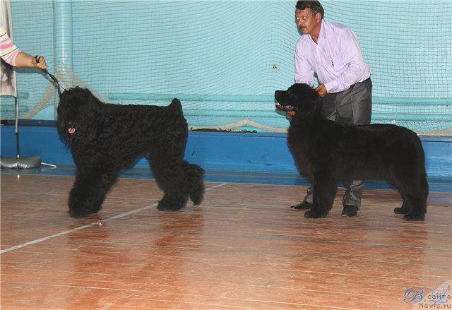 Фото: ньюфаундленд Super Premium Jani Monik (Супер Премиум Жани Моник)