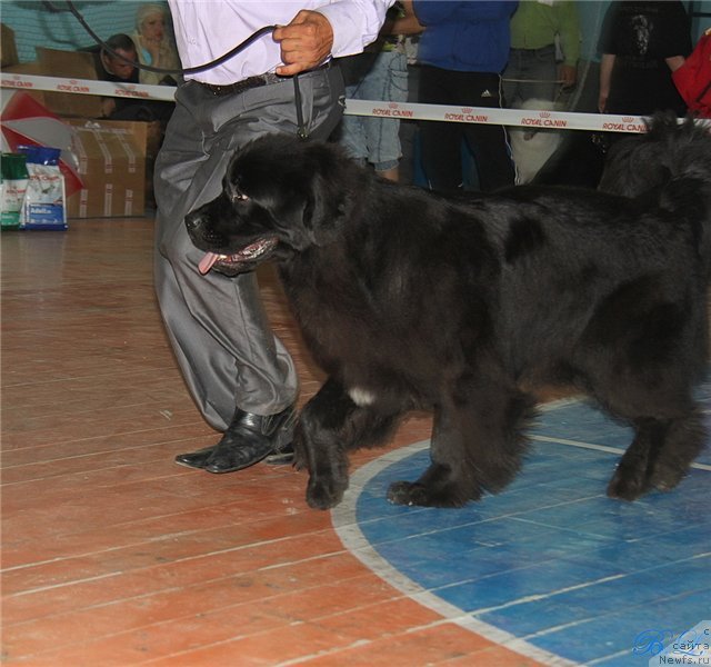 Фото: ньюфаундленд Super Premium Jani Monik (Супер Премиум Жани Моник)