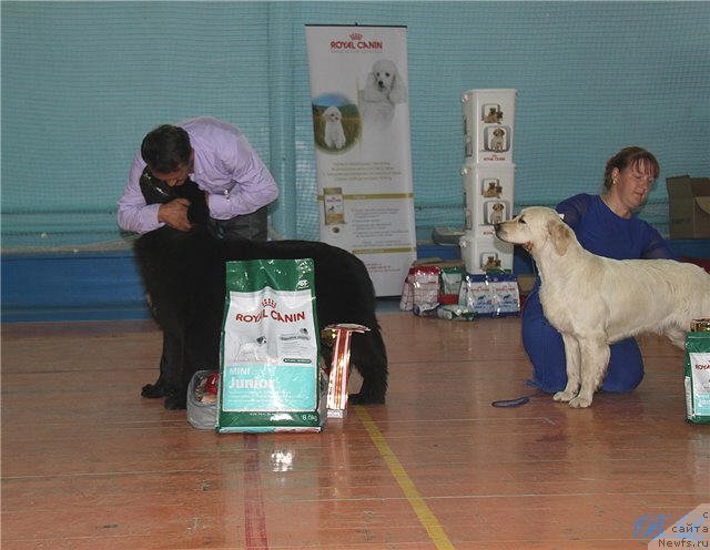 Фото: ньюфаундленд Super Premium Jani Monik (Супер Премиум Жани Моник)