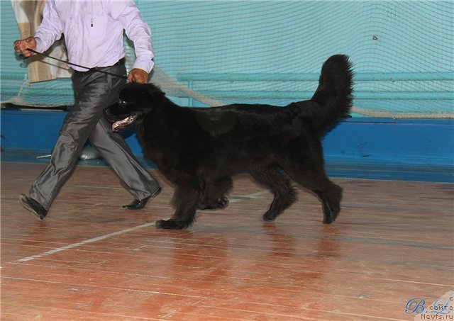 Фото: ньюфаундленд Super Premium Jani Monik (Супер Премиум Жани Моник)