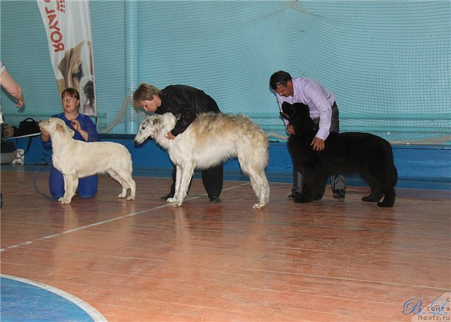 Фото: ньюфаундленд Super Premium Jani Monik (Супер Премиум Жани Моник)