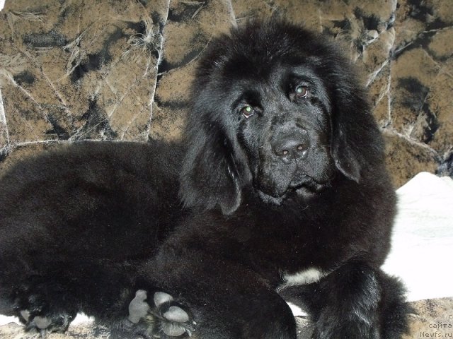 Фото: ньюфаундленд Jelannaya Moya (Желанная Моя)